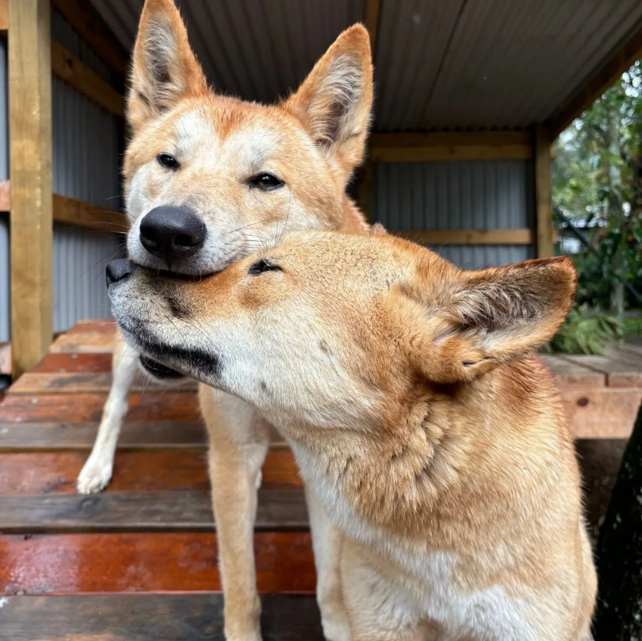 dingoes day tours from Alice Springs