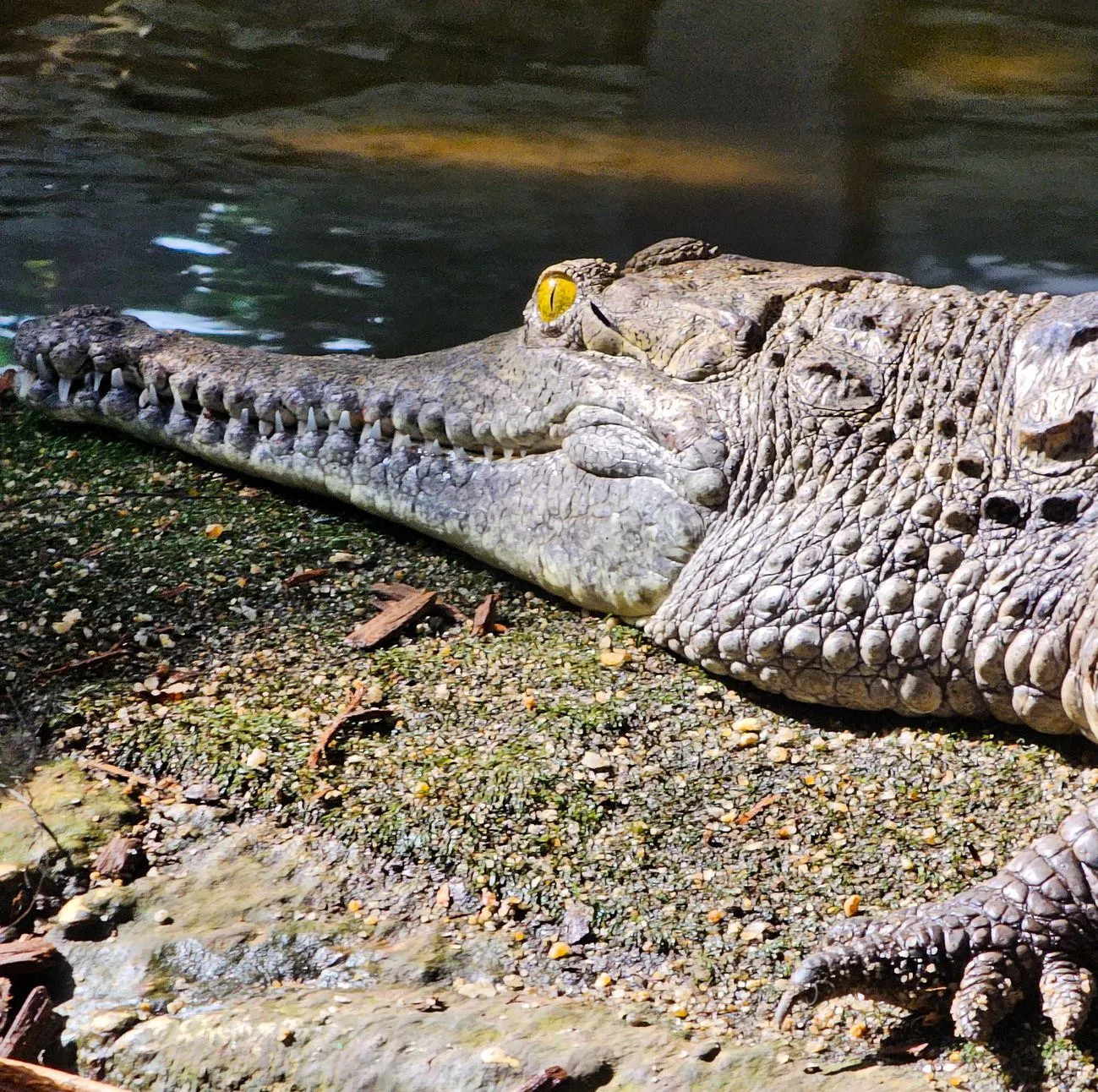 freshwater crocodiles
