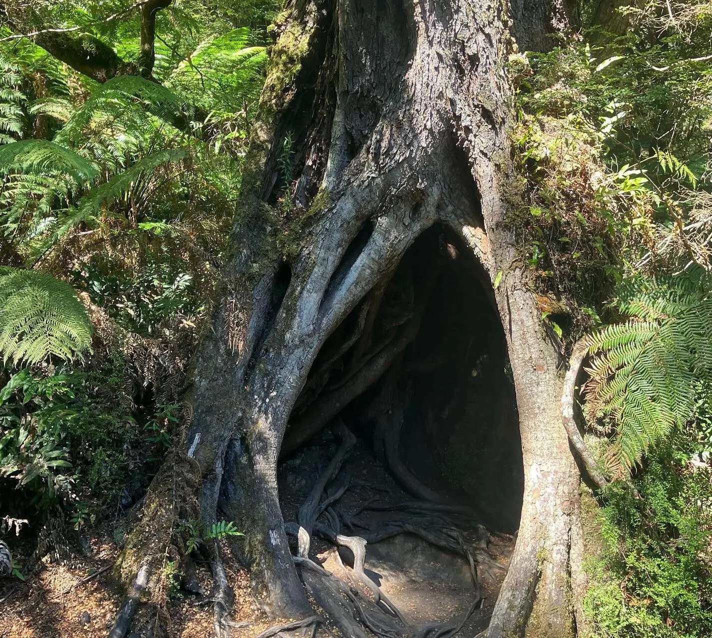 Great Otway National Park